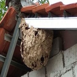 bee control